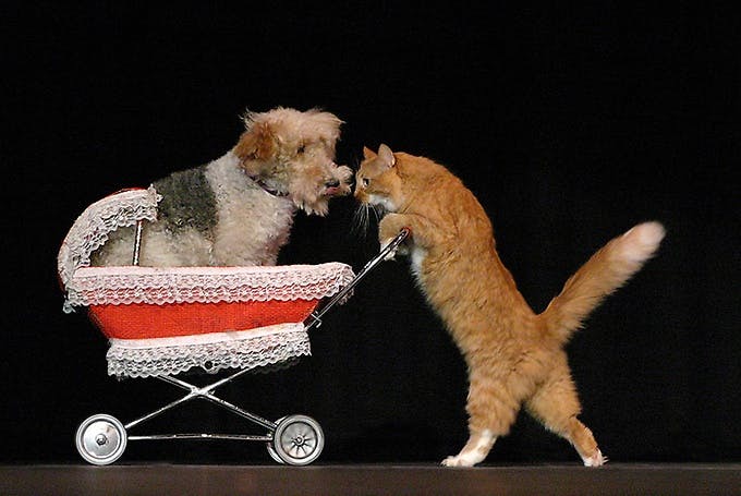Rescued cats and dogs performing tricks on stage at Popovich Comedy Pet Theater